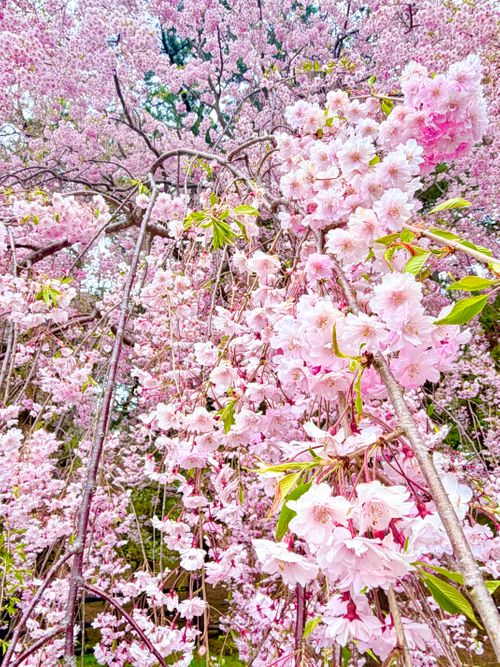 線路と枝垂れ桜と陽光 芦野公園オートキャンプ場 ソロキャンプ フリーサイト sea-bさんのキャンプブログ CAMPiii（キャンピー） -キャンプ専用SNS キャンプのすべてがここに集まる-