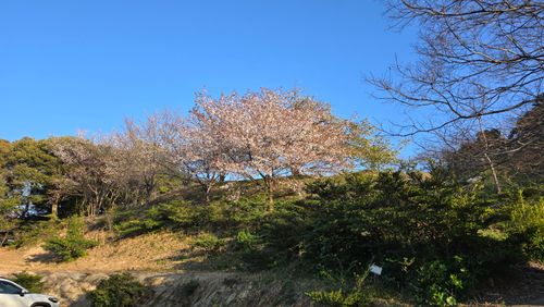 薪割りは新人に迂闊に教えるな(笑)..チョット違う(ヾ(&acute;・&omega;・｀) 四本堂公園キャンプ場 グループキャンプ フリーサイト フッキーさんのキャンプブログ CAMPiii（キャンピー） -キャンプ専用SNS キャンプのすべてがここに集まる-