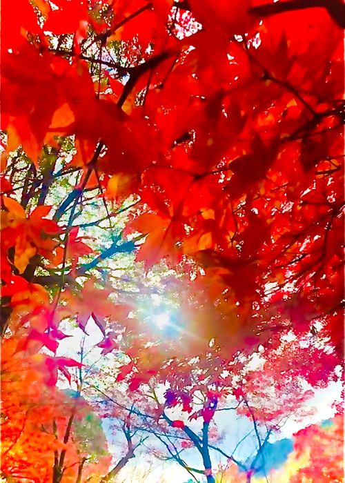 《秋》を楽しむ🐟おじうさキャン△ in 木屋川吉田河川公園 〜 CAMP NO.165 木屋川河川公園 ソロキャンプ ファミリーキャンプ フリーサイト おじキャン△さんのキャンプブログ CAMPiii（キャンピー） -キャンプ専用SNS キャンプのすべてがここに集まる-