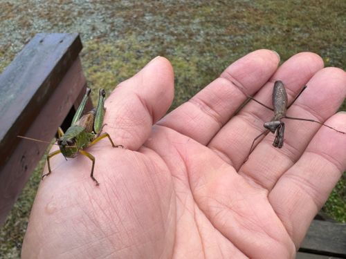 虹🌈キャンプ 南光自然観察村 ファミリーキャンプ 区画サイト yoji@campさんのキャンプブログ CAMPiii（キャンピー） -キャンプ専用SNS キャンプのすべてがここに集まる-