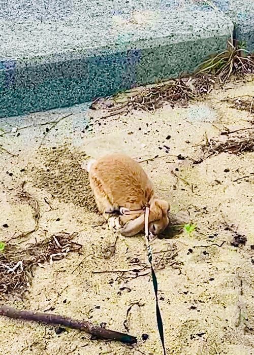 シルバーウィーク&hellip;楽しむはずだったおじ🐰キャン△ in 美濃ヶ浜海浜公園 〜 CAMP NO.214 美濃ケ浜海浜広場 ソロキャンプ ファミリーキャンプ フリーサイト おじキャン△さんのキャンプブログ CAMPiii（キャンピー） -キャンプ専用SNS キャンプのすべてがここに集まる-