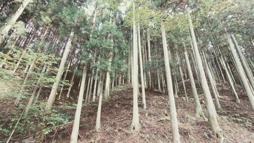 新しい相棒と安芸キャンプ かぶとの森テラス ソロキャンプ 区画サイト さっきーさんのキャンプブログ CAMPiii（キャンピー） -キャンプ専用SNS キャンプのすべてがここに集まる-