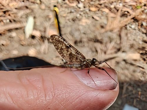 実験キャンプや。 大阪府 ソロキャンプ フリーサイト ぞのさんさんのキャンプブログ CAMPiii（キャンピー） -キャンプ専用SNS キャンプのすべてがここに集まる-