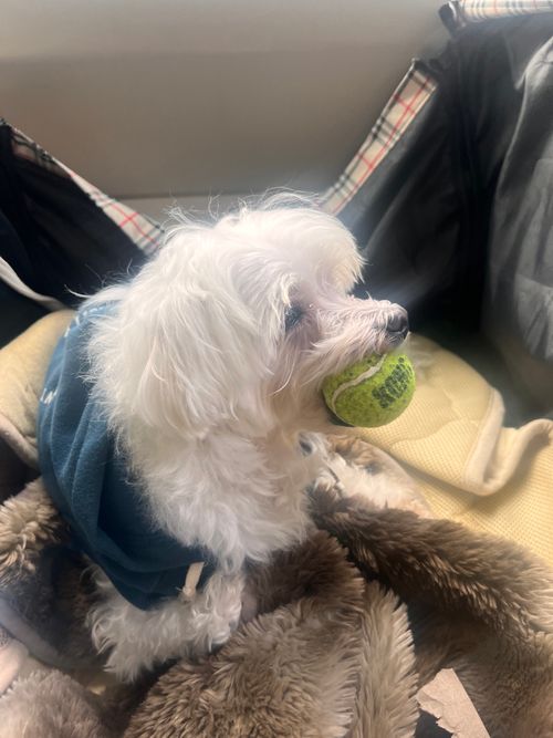 第86話　2泊3日で山梨に遊びにいく！これは惚気記事じゃなく、ちゃんとしたキャンプ記事です(多分) 四尾連湖 龍雲荘キャンプ場 ソロキャンプ グループキャンプ 区画サイト ちろ犬さんのキャンプブログ CAMPiii（キャンピー） -キャンプ専用SNS キャンプのすべてがここに集まる-