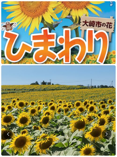 真夏の2泊3日！二日酔いと向日葵とフリーマーケット【2泊目】 クマさんキャンプ場 Oniyomeさんのキャンプブログ CAMPiii（キャンピー） -キャンプ専用SNS キャンプのすべてがここに集まる-