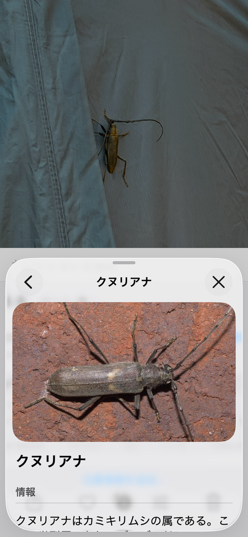 Black Beans🫛※CAMPiii不具合理由追記あり ファミリーキャンプ 区画サイト オートサイト ぐうたら夫婦さんのキャンプブログ CAMPiii（キャンピー） -キャンプ専用SNS キャンプのすべてがここに集まる-