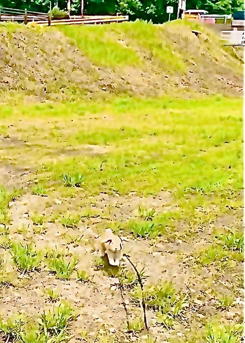ダラダラと蒸し暑い中&hellip;梅雨のおじ🐰キャン△ in 阿武川河川敷 〜 CAMP NO.199 ソロキャンプ ファミリーキャンプ フリーサイト おじキャン△さんのキャンプブログ CAMPiii（キャンピー） -キャンプ専用SNS キャンプのすべてがここに集まる-