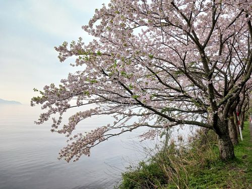 4/11（土）痛車で♨に入るだけの温泉旅？ 石川・片山津温泉 大江戸温泉物語 ながやま ファミリーキャンプ キャンピングカー vios outdoor'sさんのキャンプブログ CAMPiii（キャンピー） -キャンプ専用SNS キャンプのすべてがここに集まる-