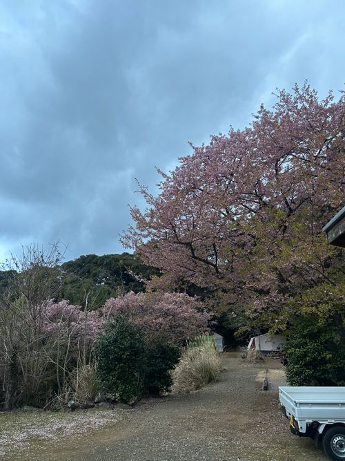 花見キャンプのはずなのに🤔 伊豆キャンパーズヴィレッジ ソロキャンプ フリーサイト Genさんのキャンプブログ CAMPiii（キャンピー） -キャンプ専用SNS キャンプのすべてがここに集まる-