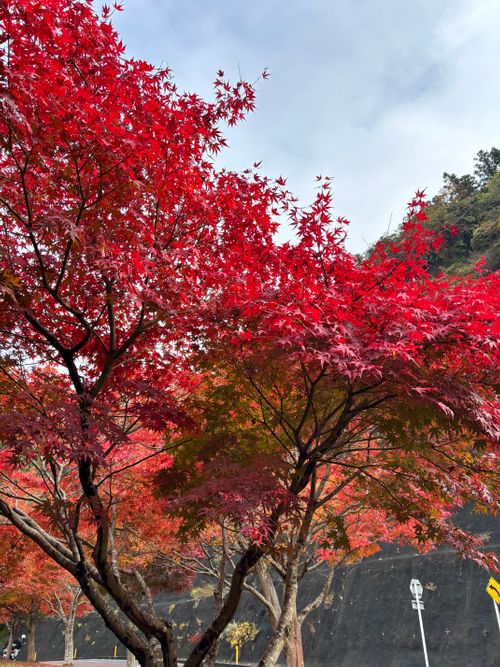 千葉キャン２泊３日　もみじロード HANABUSACAMP（ハナブサキャンプ〕 ソロキャンプ フリーサイト ASAPさんのキャンプブログ CAMPiii（キャンピー） -キャンプ専用SNS キャンプのすべてがここに集まる-