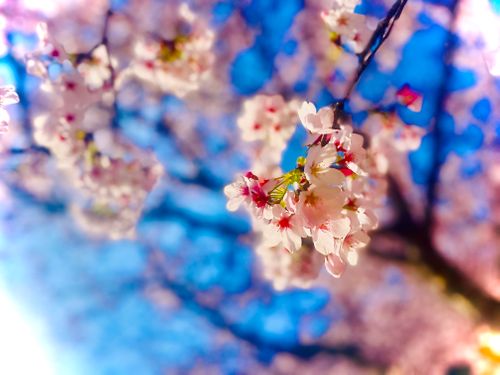 リベンジお花見🌸 & 新幕お試しおじうさキャン△ in 阿武川温泉公園 〜 CAMP NO.183 萩阿武川温泉公園（キャンプ可） ソロキャンプ ファミリーキャンプ フリーサイト おじキャン△さんのキャンプブログ CAMPiii（キャンピー） -キャンプ専用SNS キャンプのすべてがここに集まる-