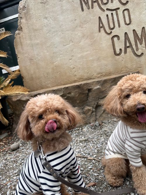 桜と菜の花と長瀞 長瀞オートキャンプ場 ファミリーキャンプ 区画サイト aozoraさんのキャンプブログ CAMPiii（キャンピー） -キャンプ専用SNS キャンプのすべてがここに集まる-