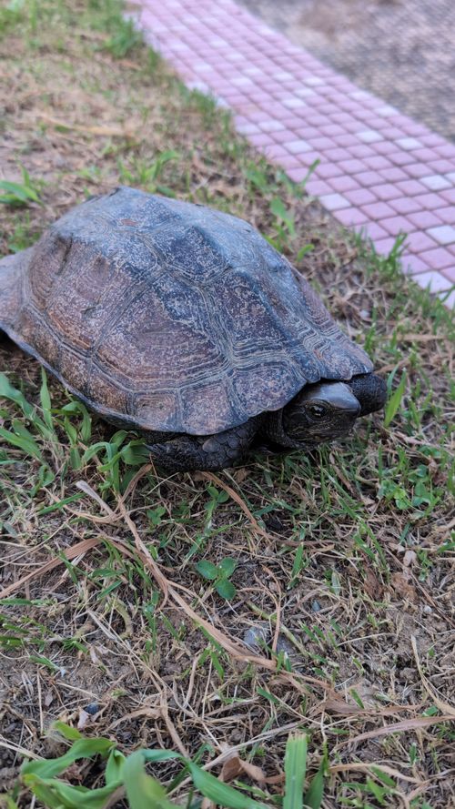 🗿と🐢と暴風と　〜四国遠征キャンプ2泊目〜 伊方町健康交流施設 亀ヶ池温泉 ソロキャンプ グループキャンプ フリーサイト ヒゲキャンさんのキャンプブログ CAMPiii（キャンピー） -キャンプ専用SNS キャンプのすべてがここに集まる-
