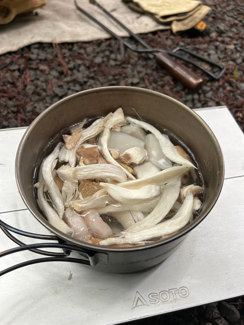 新緑キャンプ🏕 椿荘オートキャンプ場 ソロキャンプ 区画サイト Genさんのキャンプブログ CAMPiii（キャンピー） -キャンプ専用SNS キャンプのすべてがここに集まる-