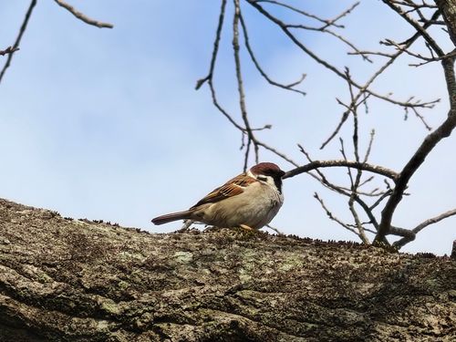 1年ぶりの、カレーの日 ふもとっぱらキャンプ場 ソロキャンプ グループキャンプ フリーサイト ぞのさんさんのキャンプブログ CAMPiii（キャンピー） -キャンプ専用SNS キャンプのすべてがここに集まる-