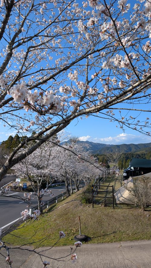 春の熊本でお花見ファミグル🌸🏕️🌸 ゆのまえグリーンパレス ファミリーキャンプ グループキャンプ 区画サイト オートサイト ヒゲキャンさんのキャンプブログ CAMPiii（キャンピー） -キャンプ専用SNS キャンプのすべてがここに集まる-
