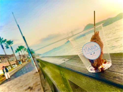 《秋》を楽しむ🐟おじうさキャン△ in 木屋川吉田河川公園 〜 CAMP NO.165 木屋川河川公園 ソロキャンプ ファミリーキャンプ フリーサイト おじキャン△さんのキャンプブログ CAMPiii（キャンピー） -キャンプ専用SNS キャンプのすべてがここに集まる-