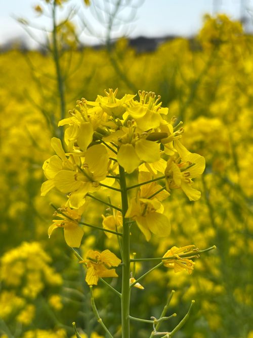 南伊豆は既に夏！？ 南伊豆キャンピングテラス ソロキャンプ 区画サイト marpyさんのキャンプブログ CAMPiii（キャンピー） -キャンプ専用SNS キャンプのすべてがここに集まる-