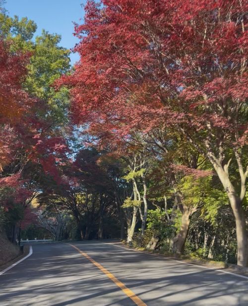 東大阪の夜景キャンプ！ 東大阪市立野外活動センター by RECAMP ファミリーキャンプ 区画サイト フォレキャンさんのキャンプブログ CAMPiii（キャンピー） -キャンプ専用SNS キャンプのすべてがここに集まる-