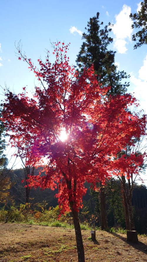 紅葉狩り 日光・まなかの森 キャンプ＆スパリゾート ソロキャンプ グループキャンプ 区画サイト まーささんのキャンプブログ CAMPiii（キャンピー） -キャンプ専用SNS キャンプのすべてがここに集まる-