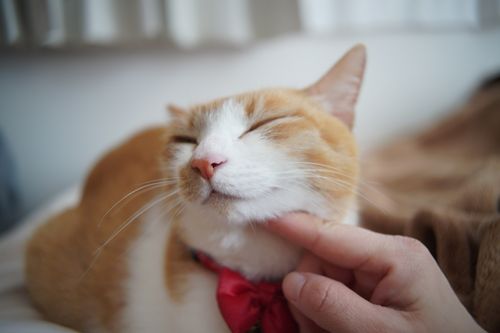 朝ゆっくりしたかったソロキャンプ 青野原オートキャンプ場 ソロキャンプ 区画サイト 週末スナフキンさんのキャンプブログ CAMPiii（キャンピー） -キャンプ専用SNS キャンプのすべてがここに集まる-