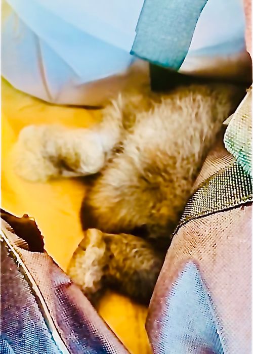 あずきちゃんとラブラブ💓おじ🐰キャン△ in 阿川ほうせんぐり海浜公園 〜 CAMP NO.219 阿川ほうせんぐり海浜公園 ソロキャンプ ファミリーキャンプ フリーサイト おじキャン△さんのキャンプブログ CAMPiii（キャンピー） -キャンプ専用SNS キャンプのすべてがここに集まる-