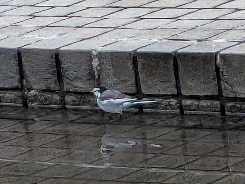 サクッとデイキャン。 庄内緑地 ソロキャンプ フリーサイト ぞのさんさんのキャンプブログ CAMPiii（キャンピー） -キャンプ専用SNS キャンプのすべてがここに集まる-