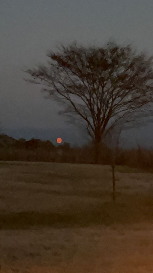 2025.12.7〜8 ボイボイキャンプ場（旧：モーモーランド久住オートキャンプ場） akemi.09.02さんのキャンプブログ CAMPiii（キャンピー） -キャンプ専用SNS キャンプのすべてがここに集まる-