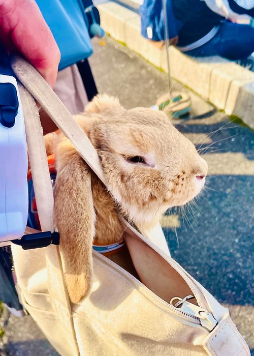 秋穂の名物《車海老を喰らう》おじうさグルキャン△ in 美濃ケ浜海浜公園キャンプ場 〜 CAMP NO.160 美濃ケ浜海浜広場 ソロキャンプ ファミリーキャンプ グループキャンプ フリーサイト おじキャン△さんのキャンプブログ CAMPiii（キャンピー） -キャンプ専用SNS キャンプのすべてがここに集まる-