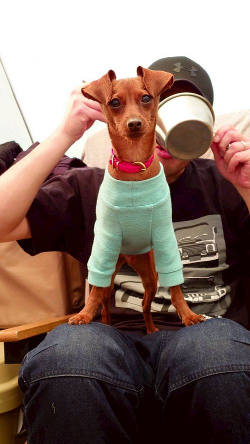 恒例の新春ファミキャン！ THE DOG DEPT GARDEN RESORT-安房白浜- ファミリーキャンプ グループキャンプ 区画サイト まーささんのキャンプブログ CAMPiii（キャンピー） -キャンプ専用SNS キャンプのすべてがここに集まる-