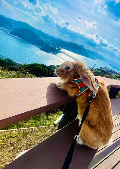 2025-2026 最初で最期の城跡エリア年越グルキャン△ in 下関市串崎城跡 〜 CAMP NO.169 関見台公園 ソロキャンプ ファミリーキャンプ グループキャンプ 区画サイト おじキャン△さんのキャンプブログ CAMPiii（キャンピー） -キャンプ専用SNS キャンプのすべてがここに集まる-