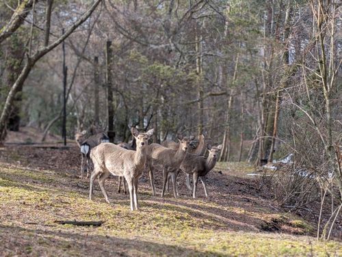 静寂な森のなかで(後篇) 小田急山中湖フォレストコテージ ファミリーキャンプ 好々爺🇯🇵さんのキャンプブログ CAMPiii（キャンピー） -キャンプ専用SNS キャンプのすべてがここに集まる-