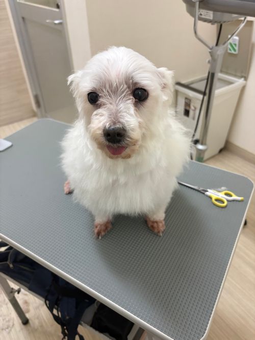 第94話　キャンピー放置してたけどいい加減書くか.... 埼玉県 ソロキャンプ グループキャンプ オートサイト フリーサイト ちろ犬さんのキャンプブログ CAMPiii（キャンピー） -キャンプ専用SNS キャンプのすべてがここに集まる-