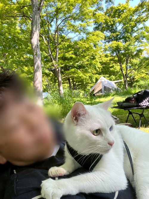 特に何もないんだけど、まったりデュオで猫の写真を撮ってきたよ ANOTHAPLACE ソロキャンプ グループキャンプ オートサイト 区画サイト ちあさんのキャンプブログ CAMPiii（キャンピー） -キャンプ専用SNS キャンプのすべてがここに集まる-