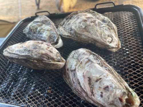 秋穂の名物《車海老を喰らう》おじうさグルキャン△ in 美濃ケ浜海浜公園キャンプ場 〜 CAMP NO.160 美濃ケ浜海浜広場 ソロキャンプ ファミリーキャンプ グループキャンプ フリーサイト おじキャン△さんのキャンプブログ CAMPiii（キャンピー） -キャンプ専用SNS キャンプのすべてがここに集まる-