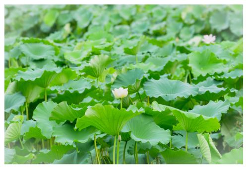 全国旅キャンプ第7弾の茨城編２日目 大洗キャンプ場 ENJOY THE OUTDOORSさんのキャンプブログ CAMPiii（キャンピー） -キャンプ専用SNS キャンプのすべてがここに集まる-
