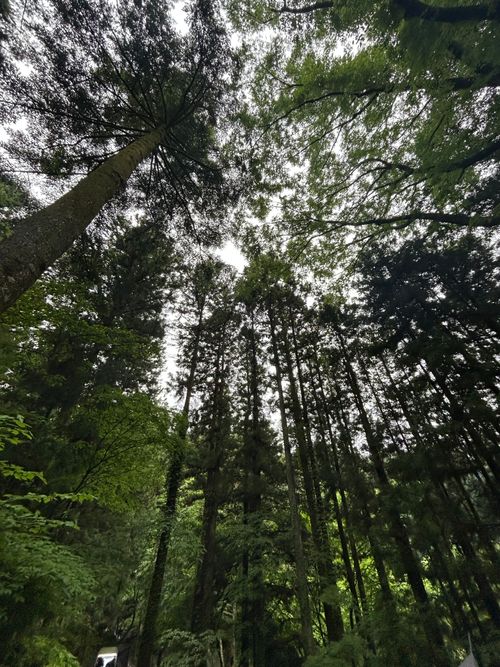 新緑キャンプ🏕 椿荘オートキャンプ場 ソロキャンプ 区画サイト Genさんのキャンプブログ CAMPiii（キャンピー） -キャンプ専用SNS キャンプのすべてがここに集まる-
