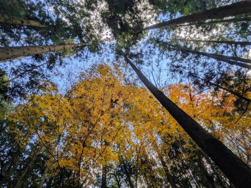 イチゴとイナゴとイチゴイチエ。 大阪府 ソロキャンプ オートサイト ぞのさんさんのキャンプブログ CAMPiii（キャンピー） -キャンプ専用SNS キャンプのすべてがここに集まる-