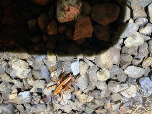 第86話　2泊3日で山梨に遊びにいく！これは惚気記事じゃなく、ちゃんとしたキャンプ記事です(多分) 四尾連湖 龍雲荘キャンプ場 ソロキャンプ グループキャンプ 区画サイト ちろ犬さんのキャンプブログ CAMPiii（キャンピー） -キャンプ専用SNS キャンプのすべてがここに集まる-