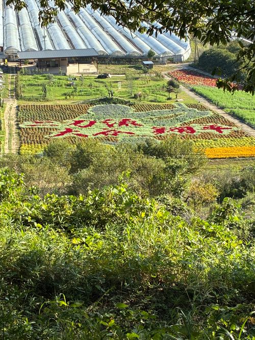 2025年13回目、お花畑キャン💐 花の駅せら「世羅ゆり園」 ファミリーキャンプ 区画サイト オートサイト わいげさんのキャンプブログ CAMPiii（キャンピー） -キャンプ専用SNS キャンプのすべてがここに集まる-