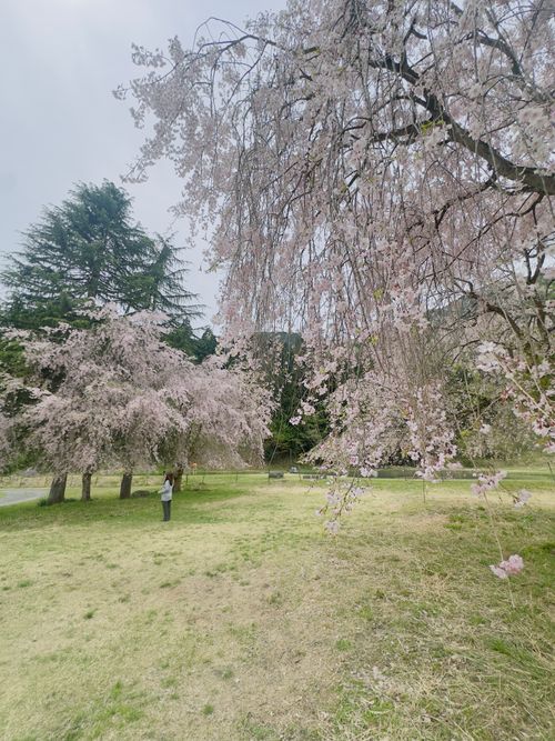 贖罪キャンプ🏕️相方のご機嫌とらないと😱 リバーランズ角川 グループキャンプ skitさんのキャンプブログ CAMPiii（キャンピー） -キャンプ専用SNS キャンプのすべてがここに集まる-