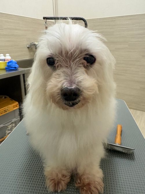 第94話　キャンピー放置してたけどいい加減書くか.... 埼玉県 ソロキャンプ グループキャンプ オートサイト フリーサイト ちろ犬さんのキャンプブログ CAMPiii（キャンピー） -キャンプ専用SNS キャンプのすべてがここに集まる-