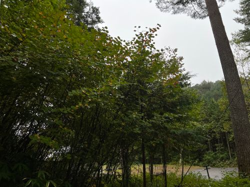 キャンプ梯子の旅② ふるさと村自然園 せいなの森キャンプ場 ソロキャンプ 区画サイト KABUTOさんのキャンプブログ CAMPiii(キャンピー) -キャンプ専用SNS キャンプのすべてがここに集まる-