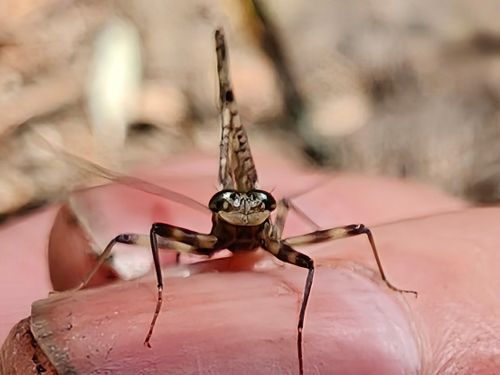 実験キャンプや。 大阪府 ソロキャンプ フリーサイト ぞのさんさんのキャンプブログ CAMPiii（キャンピー） -キャンプ専用SNS キャンプのすべてがここに集まる-