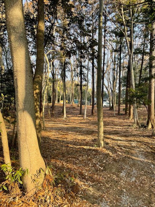 薪放題に満足🪵 くにあきの森：あなたまかせのキャンプ場 グループキャンプ ソロキャンプ フリーサイト もるがんさんのキャンプブログ CAMPiii（キャンピー） -キャンプ専用SNS キャンプのすべてがここに集まる-