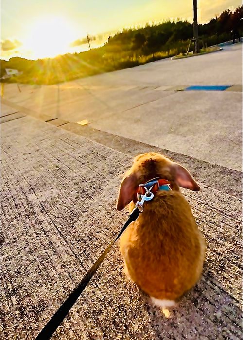 秋穂の名物《車海老を喰らう》おじうさグルキャン△ in 美濃ケ浜海浜公園キャンプ場 〜 CAMP NO.160 美濃ケ浜海浜広場 ソロキャンプ ファミリーキャンプ グループキャンプ フリーサイト おじキャン△さんのキャンプブログ CAMPiii（キャンピー） -キャンプ専用SNS キャンプのすべてがここに集まる-