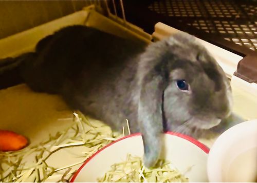 初めまして🐰💕 可愛い新メンバー加入のおじ🐰キャン△ in ゆうゆう広場 〜 CAMP NO.217 ゆうゆう広場 ソロキャンプ 区画サイト フリーサイト おじキャン△さんのキャンプブログ CAMPiii（キャンピー） -キャンプ専用SNS キャンプのすべてがここに集まる-