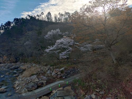 CAMPiii(キャンピー) 古山たかしさんのキャンプブログ 思ったより早い開花 不動尊公園キャンプ場