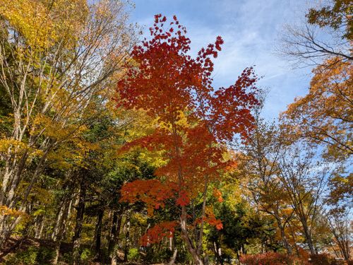紅葉 羽鳥湖畔オートキャンプ場 ソロキャンプ 区画サイト 俺の酒場は野にあるさんのキャンプブログ CAMPiii（キャンピー） -キャンプ専用SNS キャンプのすべてがここに集まる-