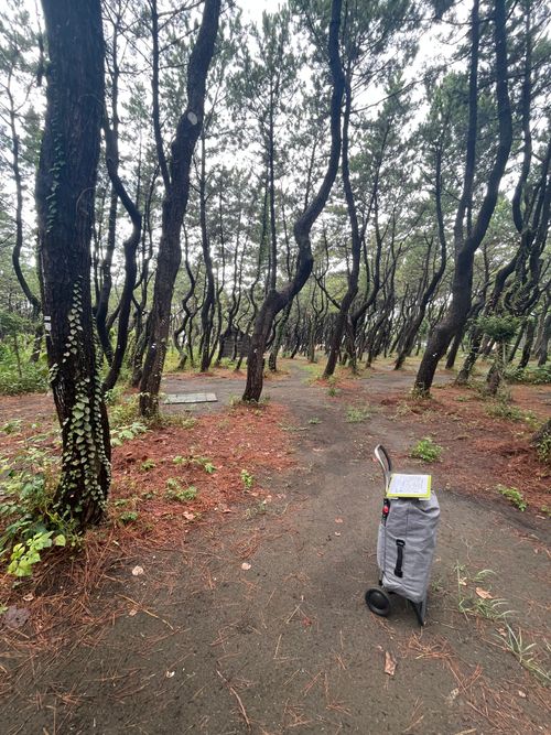 海岸通りが気持ちいい!徒歩ソロで行く、ちがさき柳島キャンプ場 柳島キャンプ場 ソロキャンプ 区画サイト ma9さんのキャンプブログ CAMPiii(キャンピー) -キャンプ専用SNS キャンプのすべてがここに集まる-